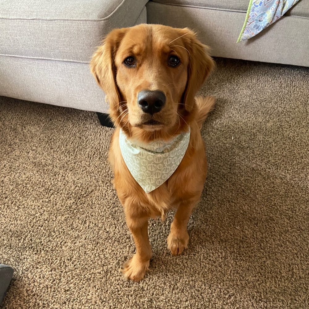 ⬜️Special Occasion Bandanas!